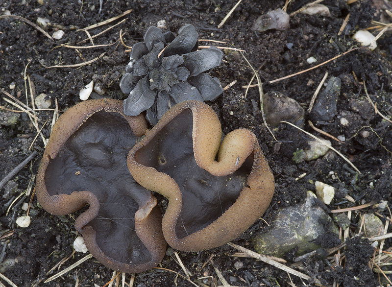 Plicaria endocarpoides